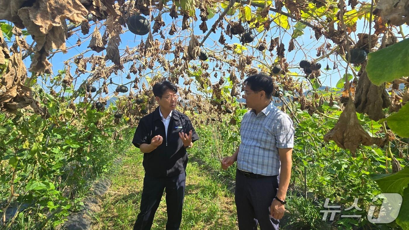 본문 이미지 - 강원농협은 4일 춘천 관내 농업현장을 찾아 폭염대응 현장경영을 실시했다.(농협 강원본부 제공. 재판매 및 DB금지)/뉴스1
