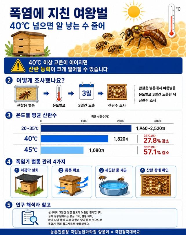 본문 이미지 - 여름철 고온기 여왕벌 산란 수 영향 연구 인포그래픽(농촌진흥청 제공. 재판매 및 DB금지) 2026.8.4 /뉴스1