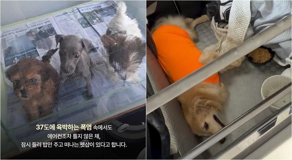 본문 이미지 - 무더위 속 에어컨 없이 방치된 펫숍에서 구조된 강아지들(왼쪽), 차량에 갇혀 살던 골든리트리버(엔젤프로젝트, 위액트 제공) ⓒ 뉴스1
