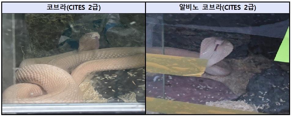 본문 이미지 - 서울동부지검은 6일 코브라, 양쯔강악어와 같은 국제적 멸종위기종 등 야생생물을 밀수해 전국 각지 주택가로 유통한 혐의를 받는 전문 밀수·유통 조직 총책과 밀수책들을 재판에 넘겼다고 밝혔다. (사진. 서울동부지검 제공)