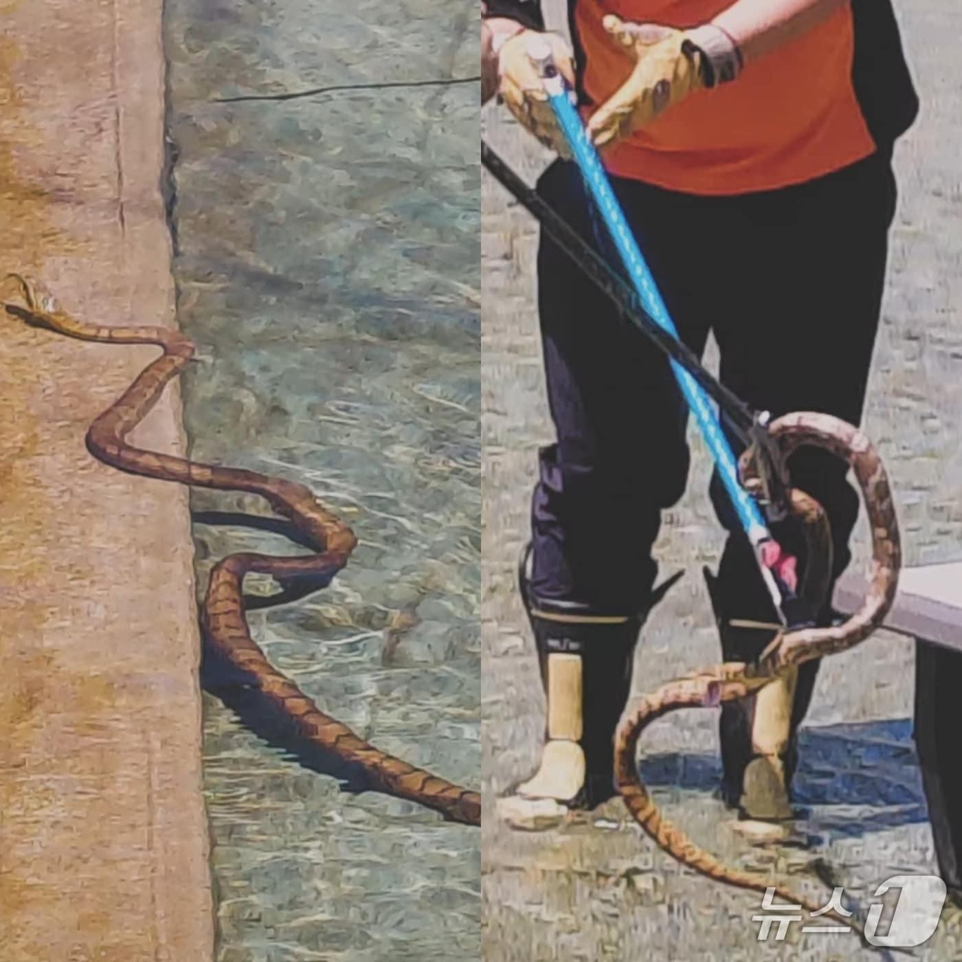 본문 이미지 - 안동 실개천 물길공원에서 포착된 구렁이의 사진이 SNS에 올라왔다.(SNS 갈무리)2026.8.7/뉴스1