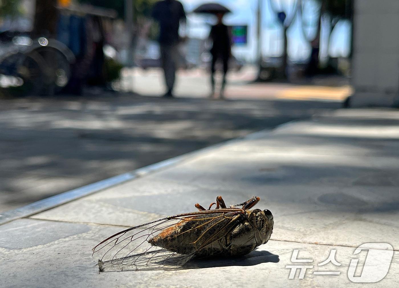 본문 이미지 - (사진은 기사 내용과 무관함) / 뉴스1 ⓒ News1