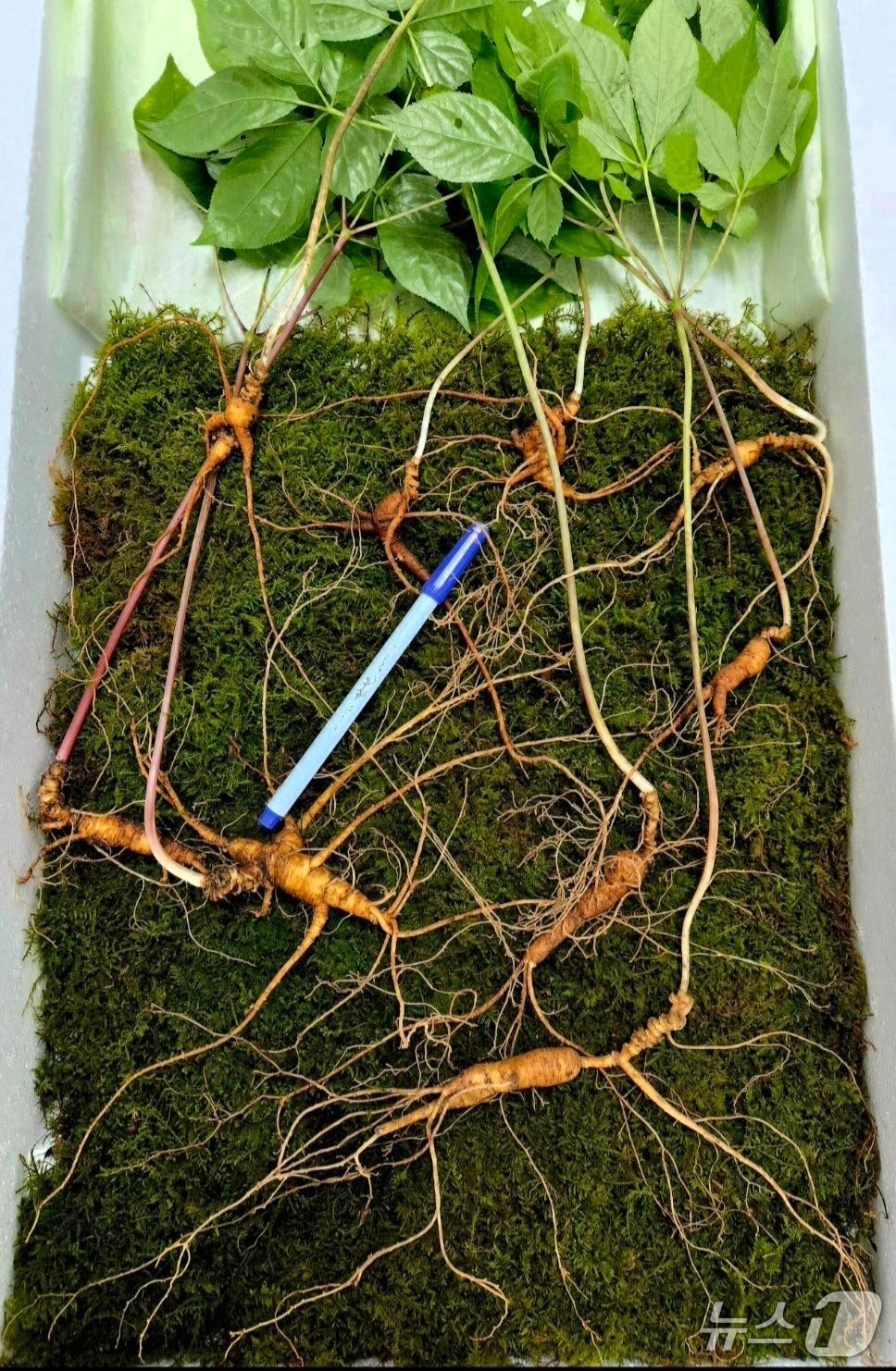 본문 이미지 - 광양 백운산에서 발견된 천종산삼 9뿌리.(사진=한국전통심마니협회 제공. 재판매 및 DB 금지.)