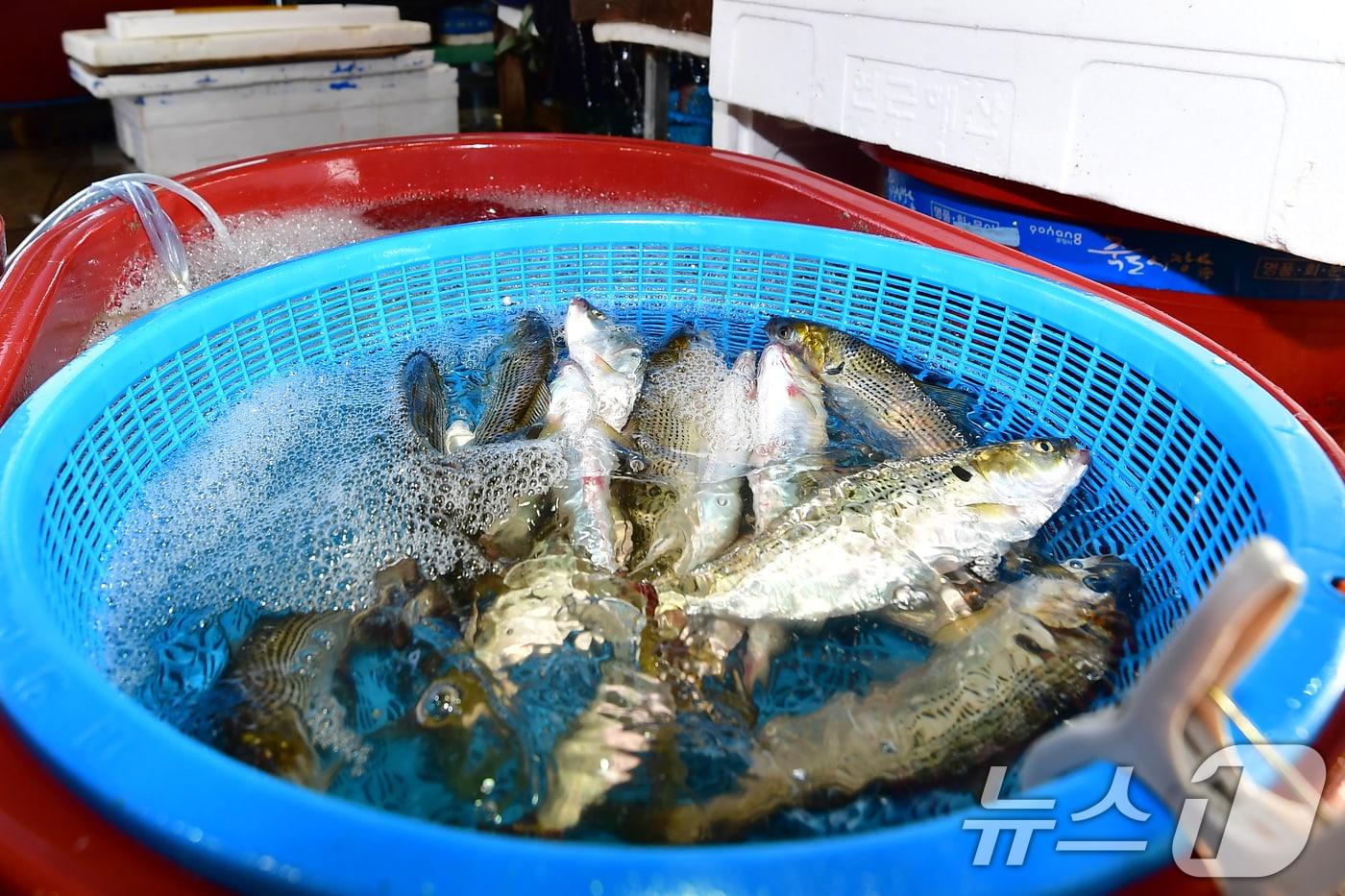 본문 이미지 - 1일 오전 경북 포항시 북구 죽도어시장 좌판대에 가을  대표 생선인 전어가 바구니에 담겨 있다. 2026.9.1 ⓒ 뉴스1 최창호 기자