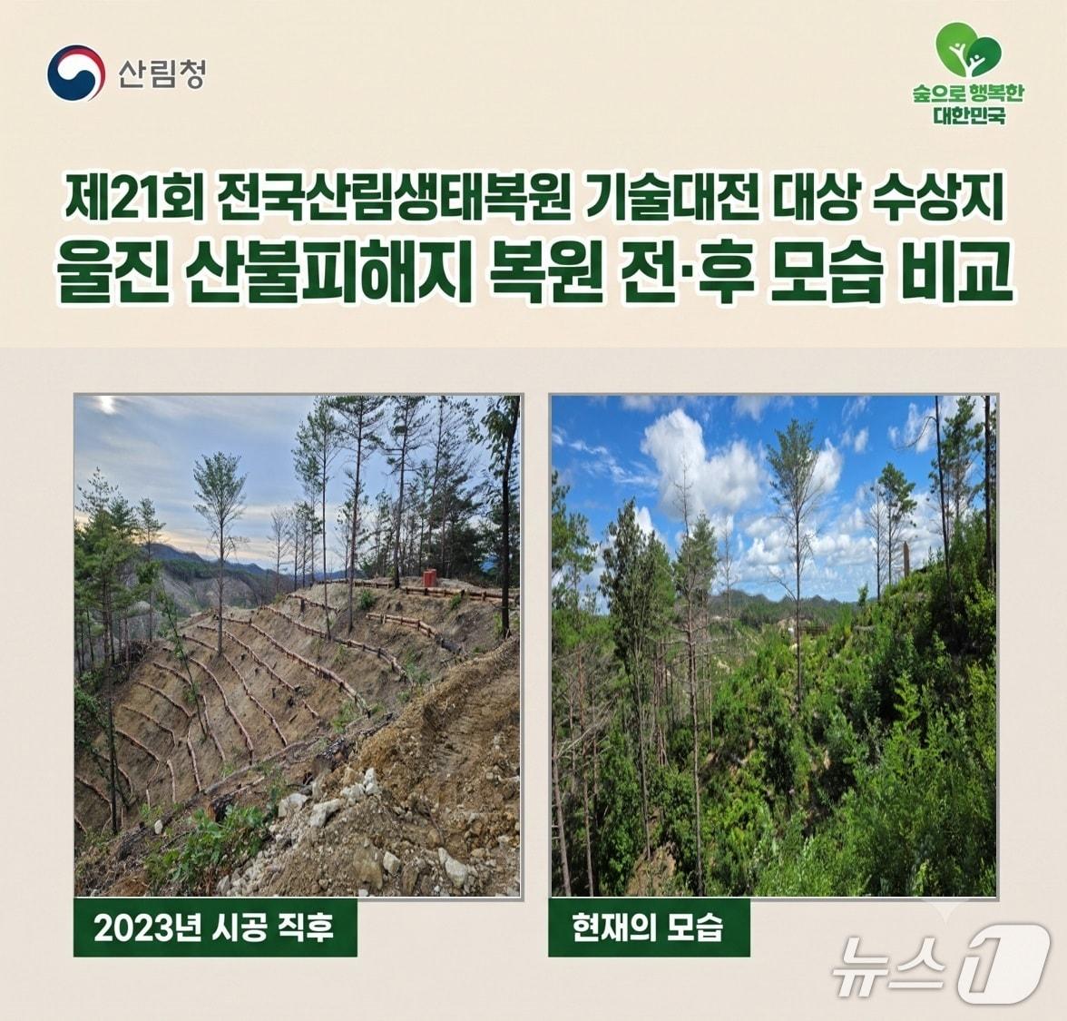 본문 이미지 - 울진 산불피해지 복원 전후 모습 비교(산림청 제공. 재판매 및 DB금지)/뉴스1