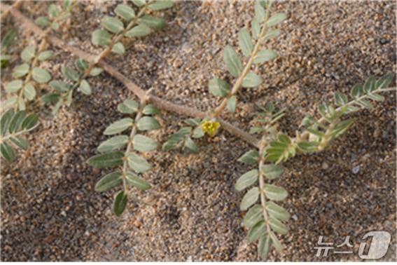 본문 이미지 - 9월 이달의 해양생물로 선정된 '남가새(Tribulus terrestris)'(해양수산부 제공)