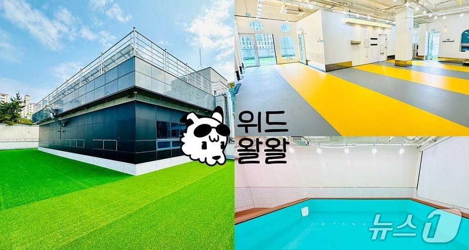 본문 이미지 - 강아지 유치원 위드왈왈 3호점 모습 (회사 제공. 재판매 및 DB금지)