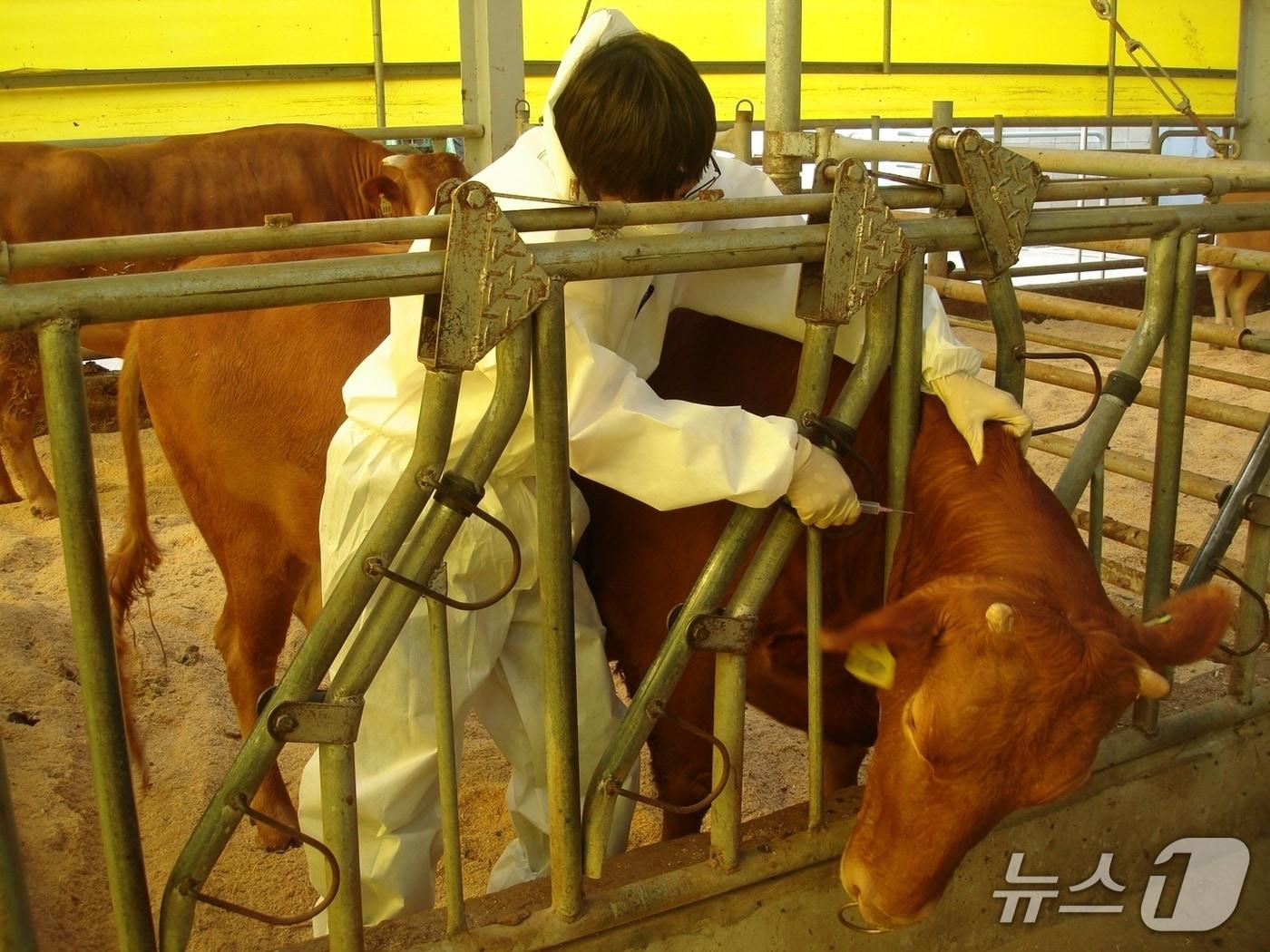 본문 이미지 - 구제역 백신 예방접종 자료사진.(경기도 제공. 재판매 및 DB금지)