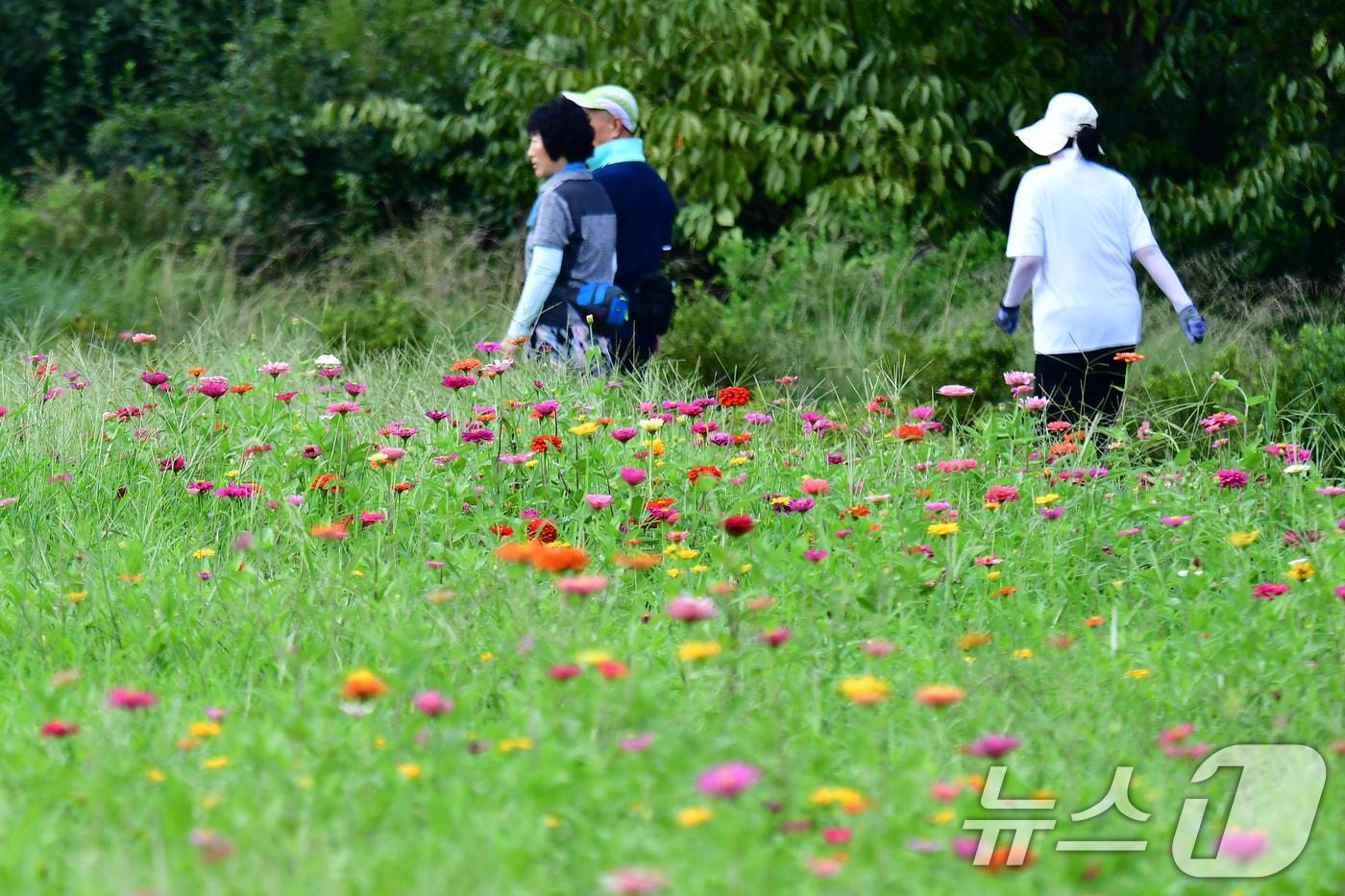 본문 이미지 - 지난 1일 오후 경북 포항시 남구 인덕산 자연마당에서 시민들이 활짝 핀 꽃을 구경하며 걸어가고 있다. 2026.9.1 ⓒ 뉴스1 최창호 기자