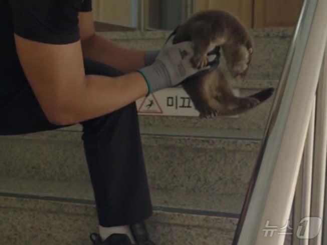 본문 이미지 - 1일 전남광주 해남군 한 사회복지법인 내에서 천연기념물 제330호이자 멸종위기 1급인 수달이 발견돼 소방당국이 포획 중이다.(독자제공. 재배포 및 DB 금지)