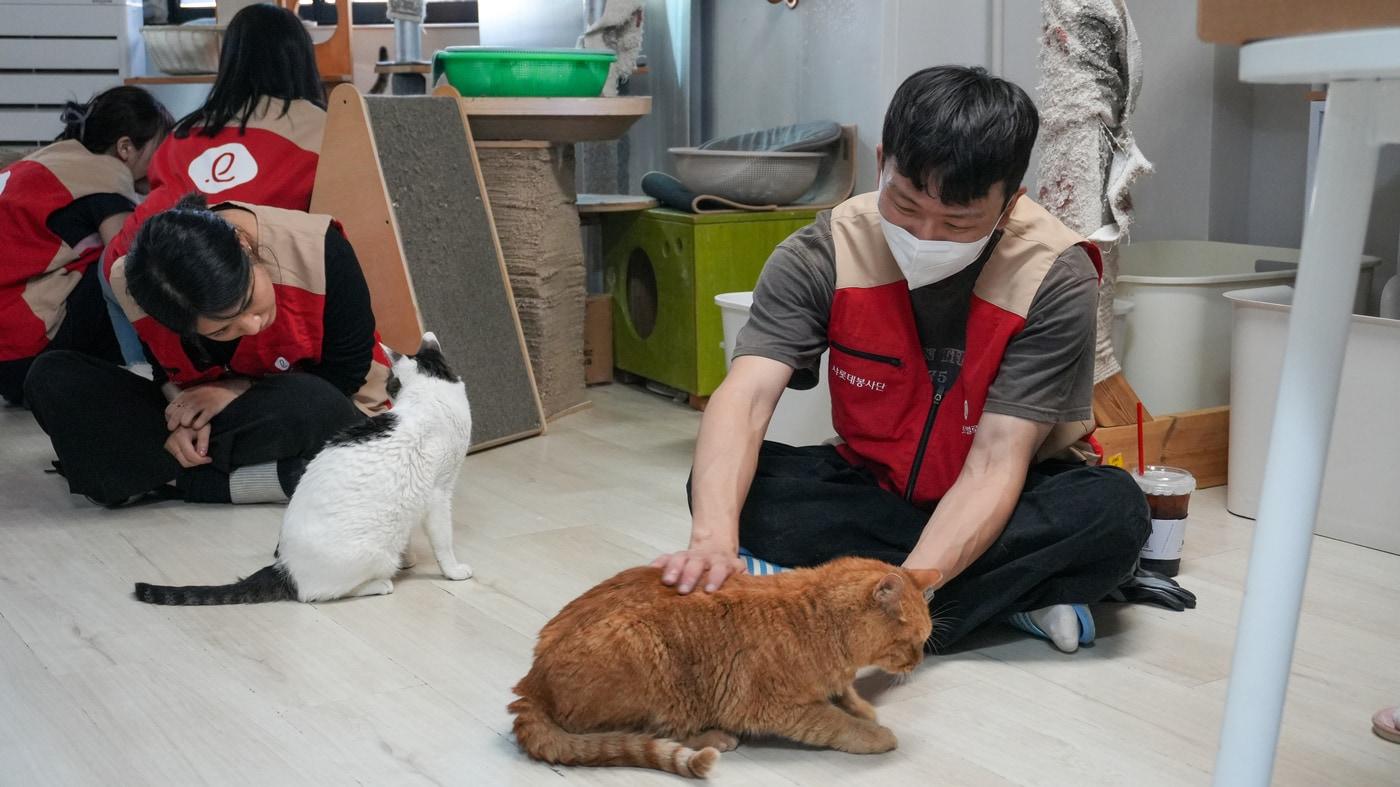 본문 이미지 -  롯데글로벌로지스 임직원들이 지난 9일 유기묘 보호소 '길냥이와 동고동락'에서 보호소 청소와 고양이 돌봄 등 봉사활동을 진행하고 있다. (롯데글로벌로지스 제공)