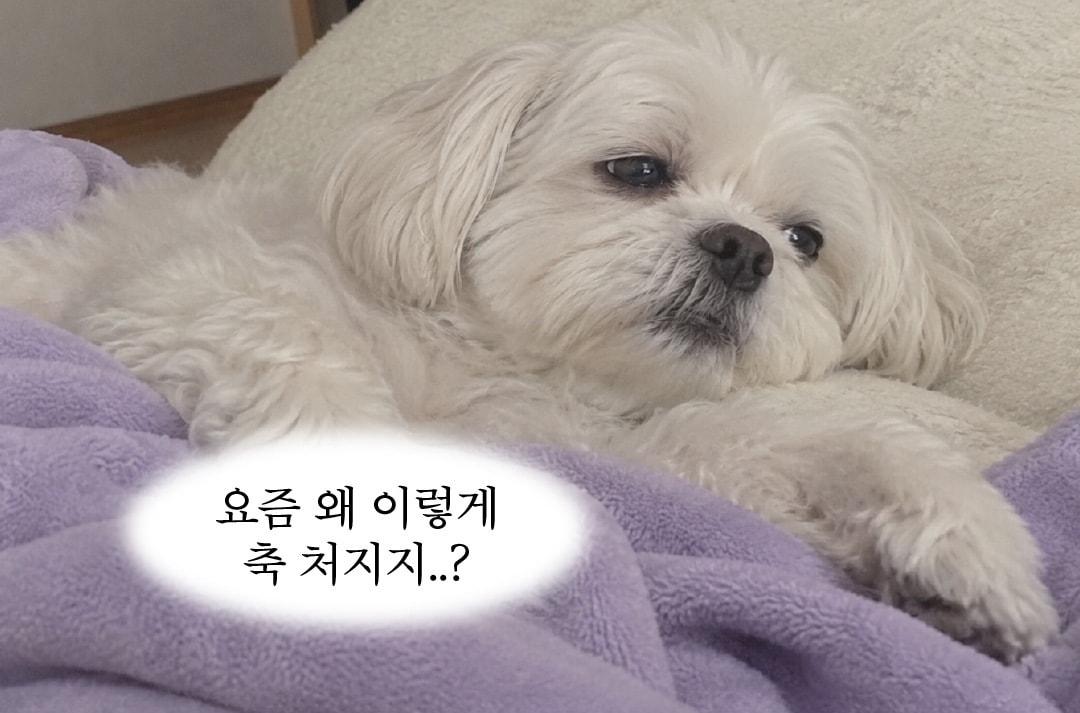 본문 이미지 - 이즈칸은 가을을 맞아 강아지·고양이 보호자를 위한 '가을댕냥이 선물' 이벤트를 진행한다(우리와 제공). ⓒ 뉴스1