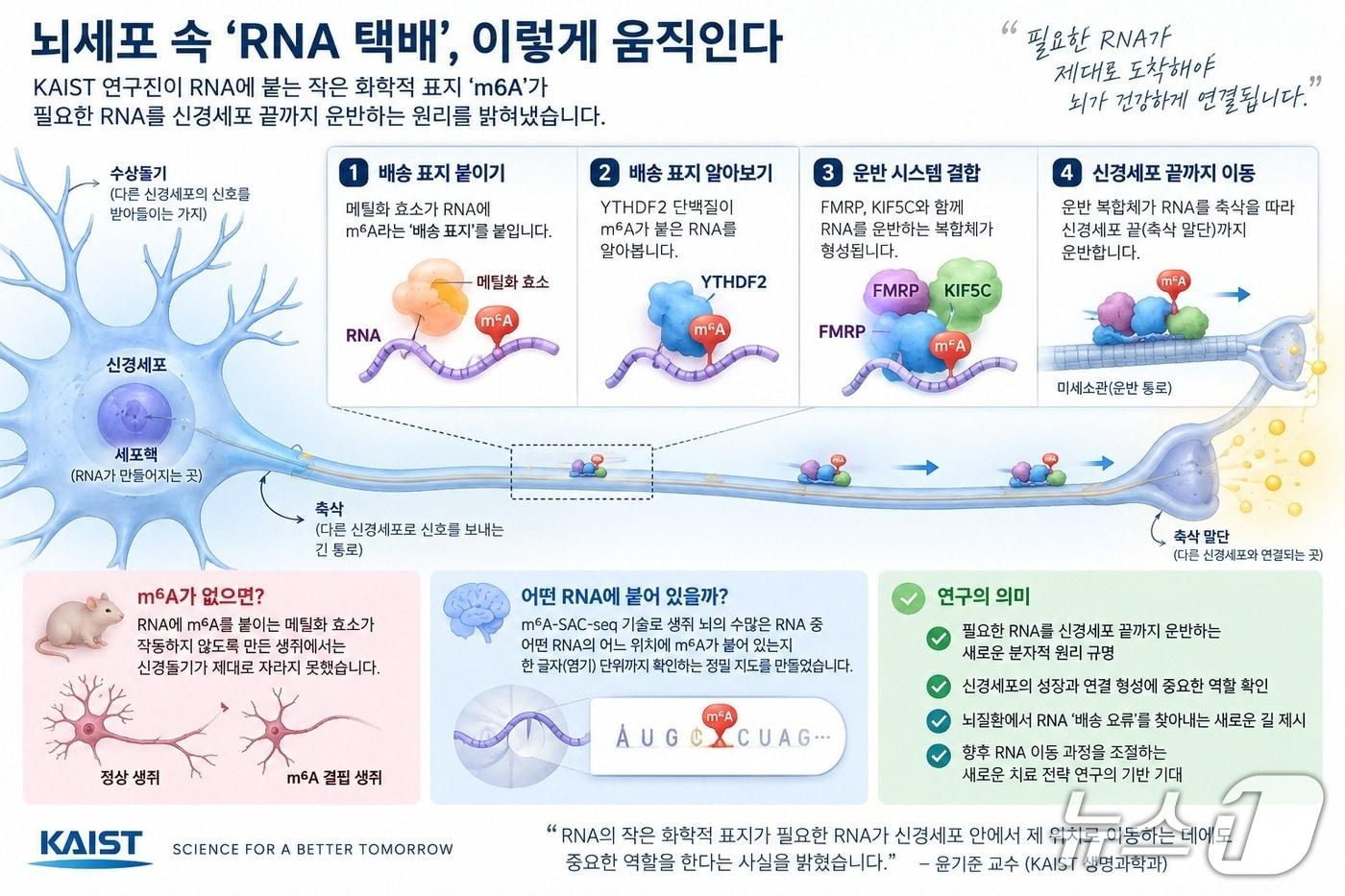 본문 이미지 - 뇌세포 속 'RNA 택배' 원리 규명 연구 개요(AI 생성 이미지·KAIST 제공) /뉴스1