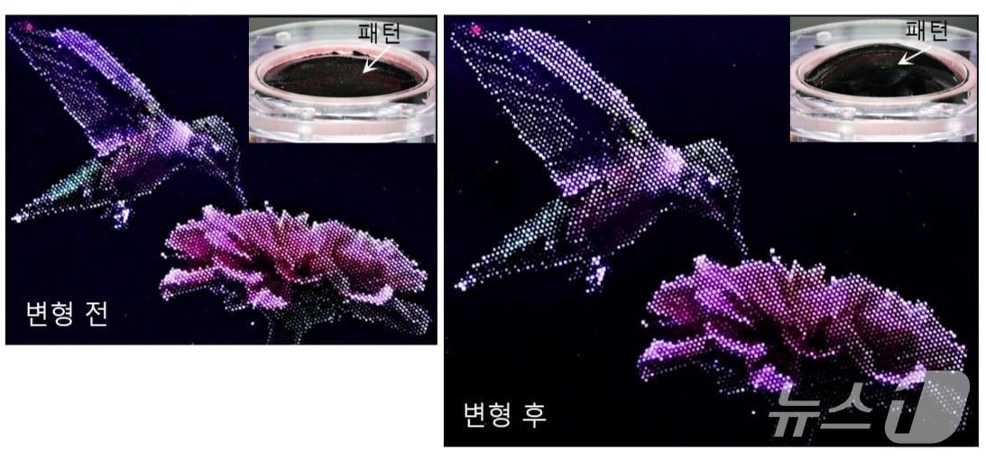본문 이미지 - 연구진이 개발한 공정을 통해 제작한 신축 양자점 고해상도 이미지와 실제로 제작된 본질적 신축 양자점발광다이오드와 어레이. (울산과학기술원 유지수 박사 제공. 재판매 및 DB 금지)2026.9.15/뉴스1