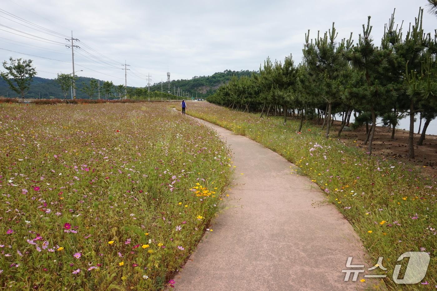 본문 이미지 - 백조호수공원의 코스모스 꽃길.ⓒ 뉴스1 조영석 기자 