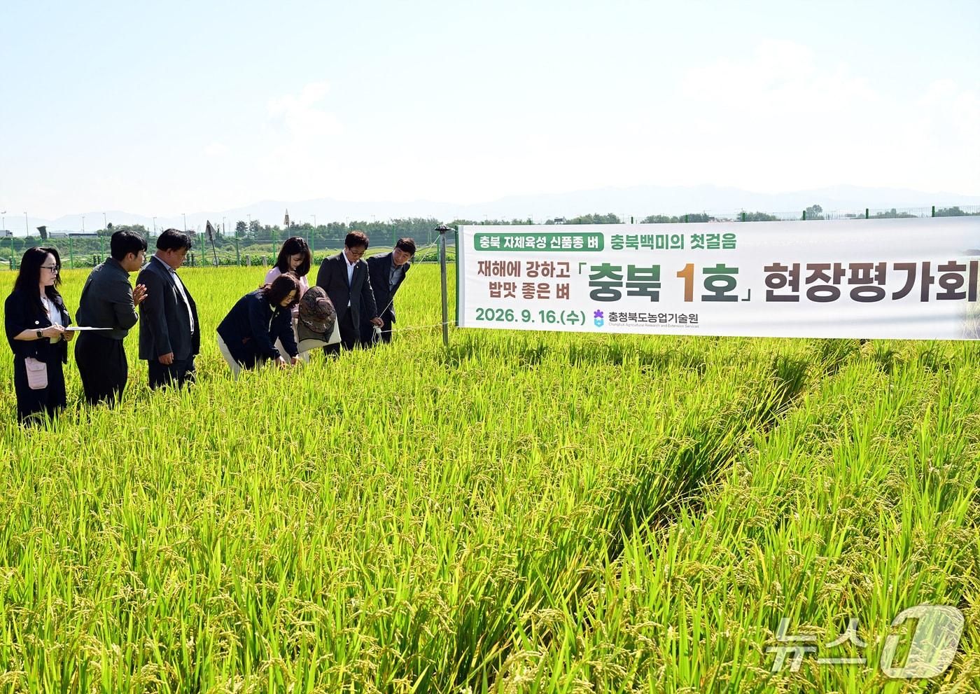 본문 이미지 - 충북농업기술원 신품종 벼 충북1호.(충북도 제공. 재판매 및 DB 금지) 2026.9.16/뉴스1