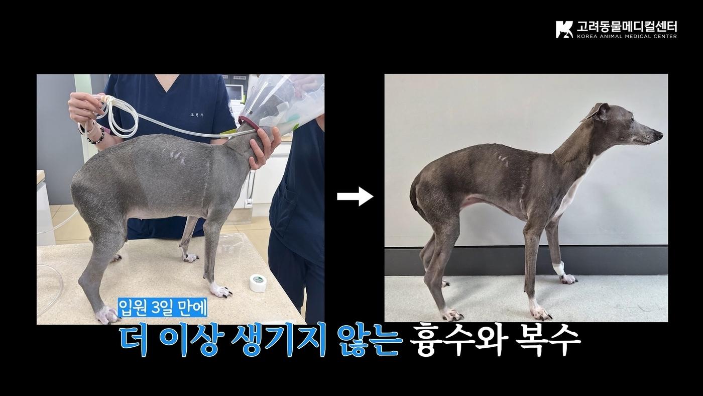본문 이미지 - 입원 3일째부터 흉수, 복수가 줄어든 모습(고려동물메디컬센터 유튜브 갈무리) ⓒ 뉴스1