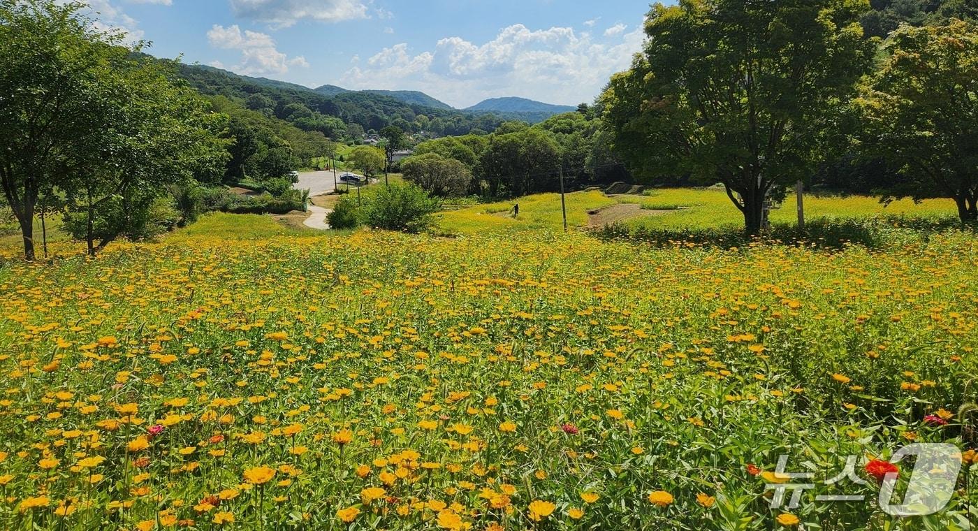 본문 이미지 - 청주 상당산성 백일홍·코스모스 길.(청주시 제공. 재판매 및 DB금지) 2026.9.18/뉴스1