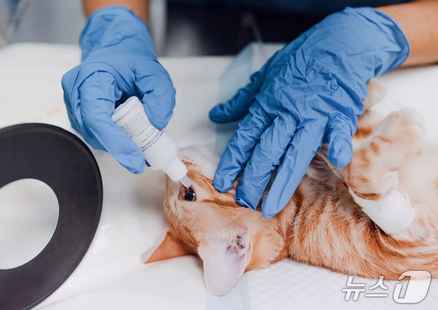 본문 이미지 - 동물병원에서 치료 받는 고양이(사진 클립아트코리아) (사진은 기사 내용과 무관함) / 뉴스1 ⓒ News1