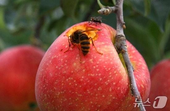 본문 이미지 - 충북 보은지역 사과 재배 농가들이 말벌류의 극성으로 애간장을 태우고 있다. 말벌 피해 사과 모습. 2026.9.2/뉴스1 장인수 기자