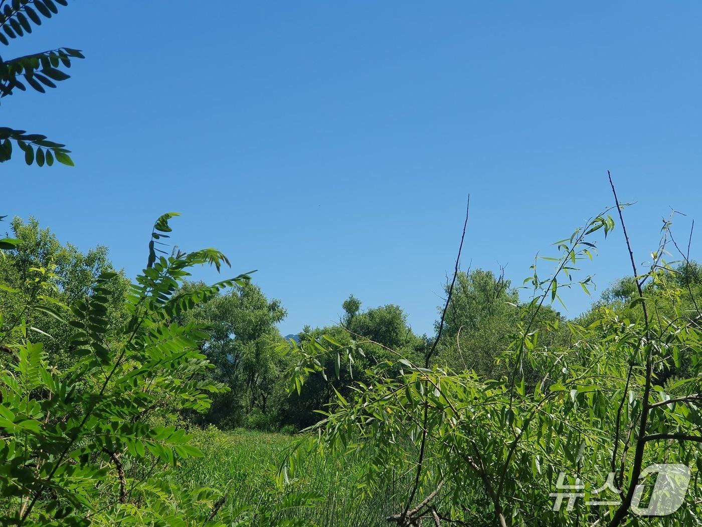 본문 이미지 - 둥지제거 후 춘천 동면 상고대 일원.(춘천시 제공, 재판매 및 DB 금지) 2026.9.2/뉴스1