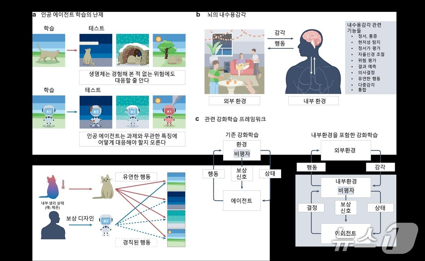 본문 이미지 - 생명체의 내수용 감각과 현재 인공지능의 차이(IBS 제공) /뉴스1