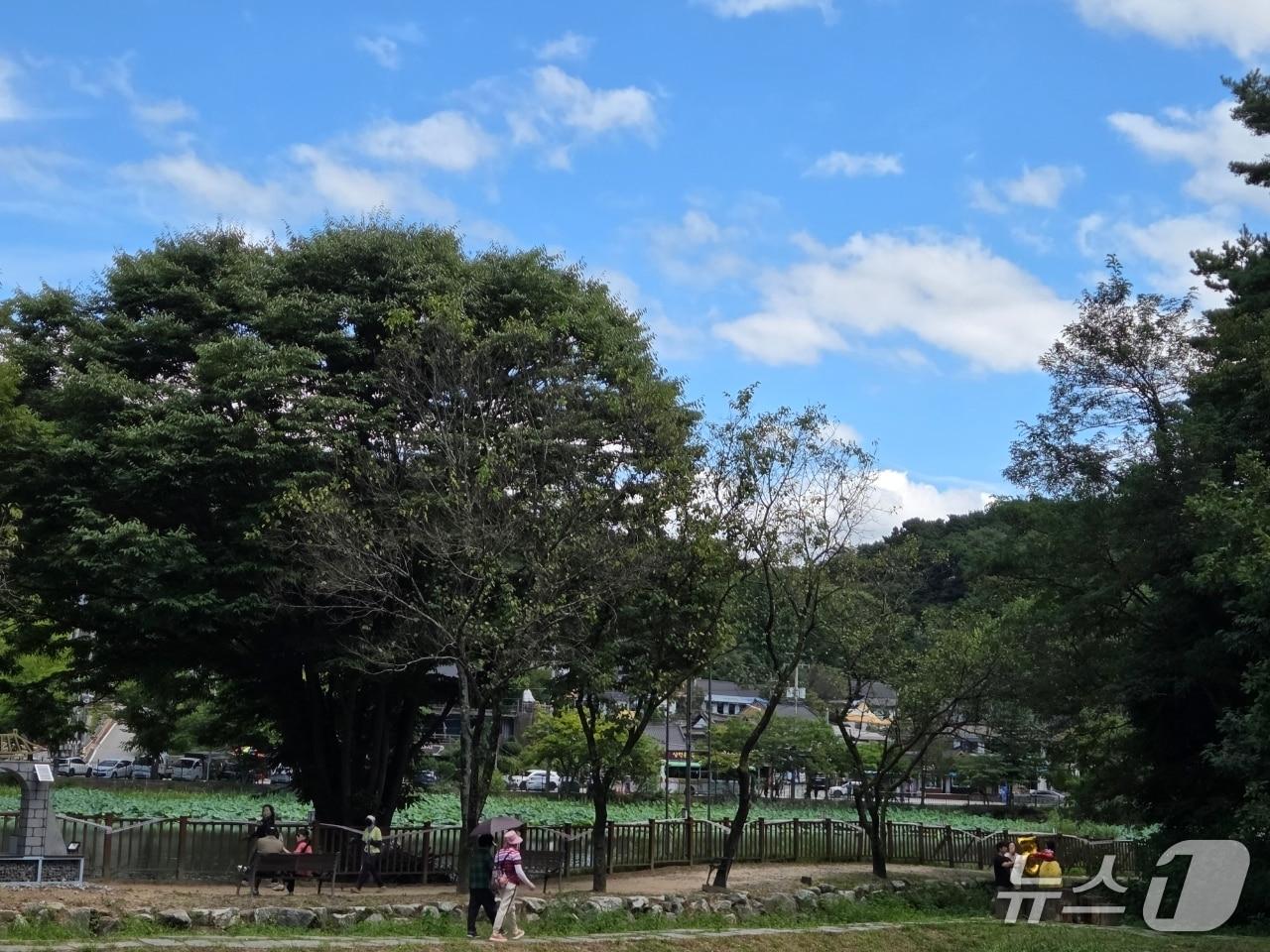 본문 이미지 - 충북 청주시 상당구에 위치한 상당산성을 찾은 나들이객들이 청명한 가을 하늘아래 산책길을 거닐고 있다. 2026.9.20/뉴스1 장인수 기자 