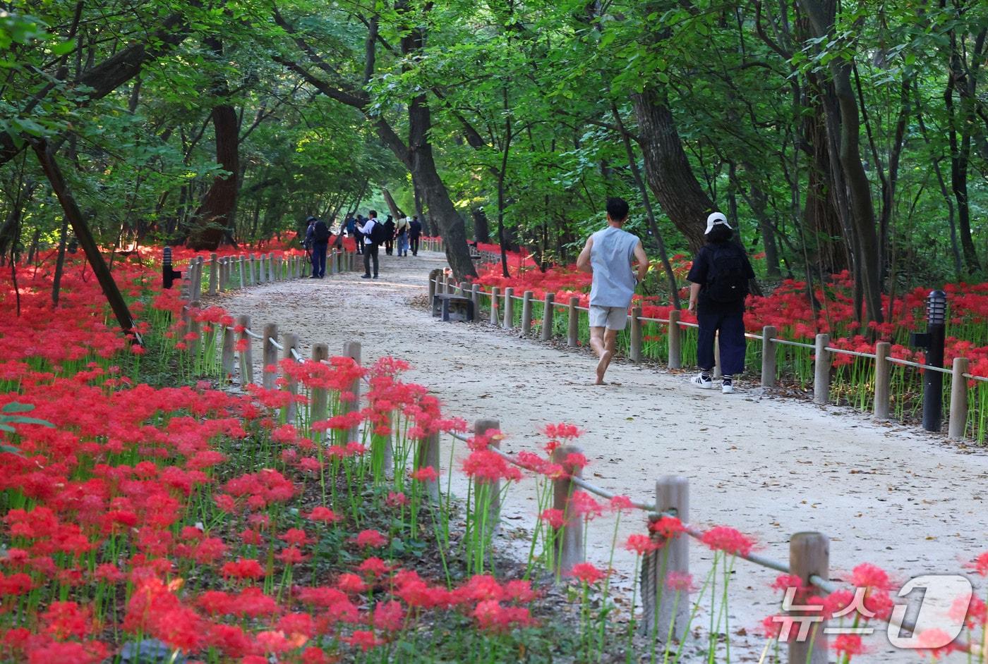 본문 이미지 - 22일 경남 함양군 상림공원(천연기념물 제154호)에서 주민들이 활짝 핀 꽃무릇을 구경하며 아침 산책을 하고 있다. (함양군 김용만 제공. 재판매 및 DB 금지) 2026.9.22 ⓒ 뉴스1