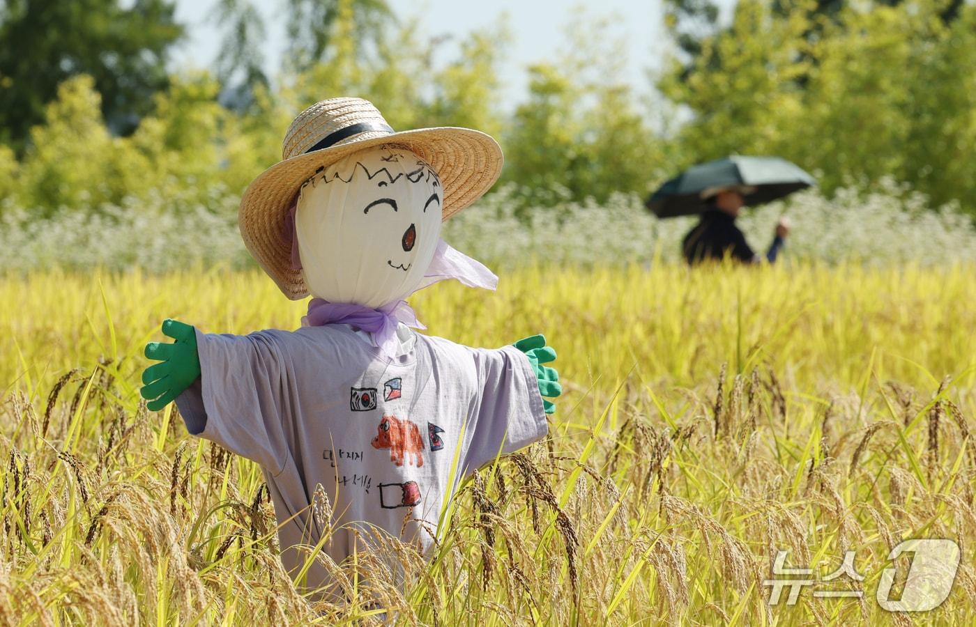 본문 이미지 - 절기상 추분을 하루 앞둔 22일 경기 수원시 권선구 국립농업박물관 다랑이논에 허수아비가 세워져 있다. 2026.9.22 ⓒ 뉴스1 김영운 기자