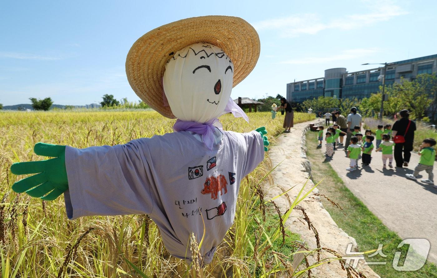 본문 이미지 -  경기 수원시 권선구 국립농업박물관 다랑이논에 허수아비가 세워져 있다. 2026.9.22 ⓒ 뉴스1 김영운 기자