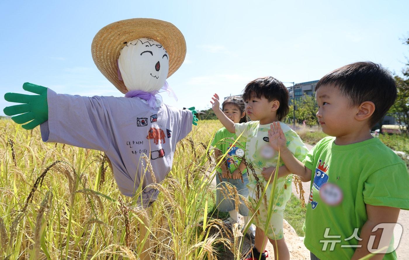 본문 이미지 - 절기상 추분을 하루 앞둔 22일 경기 수원시 권선구 국립농업박물관 다랑이논에 허수아비가 세워져 있다. 2026.9.22 ⓒ 뉴스1 김영운 기자