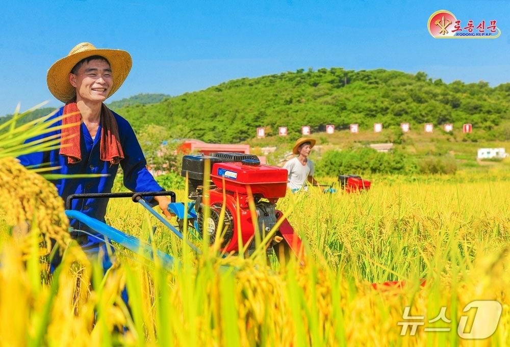 본문 이미지 - (평양 노동신문=뉴스1) =북한 평양시 만경대구역 만경대남새농장에서 노동자가 가을걷이에 나선 모습. [국내에서만 사용가능. 재배포 금지. DB 금지. For Use Only in the Republic of Korea. Redistribution Prohibited] rodongphoto@news1.kr