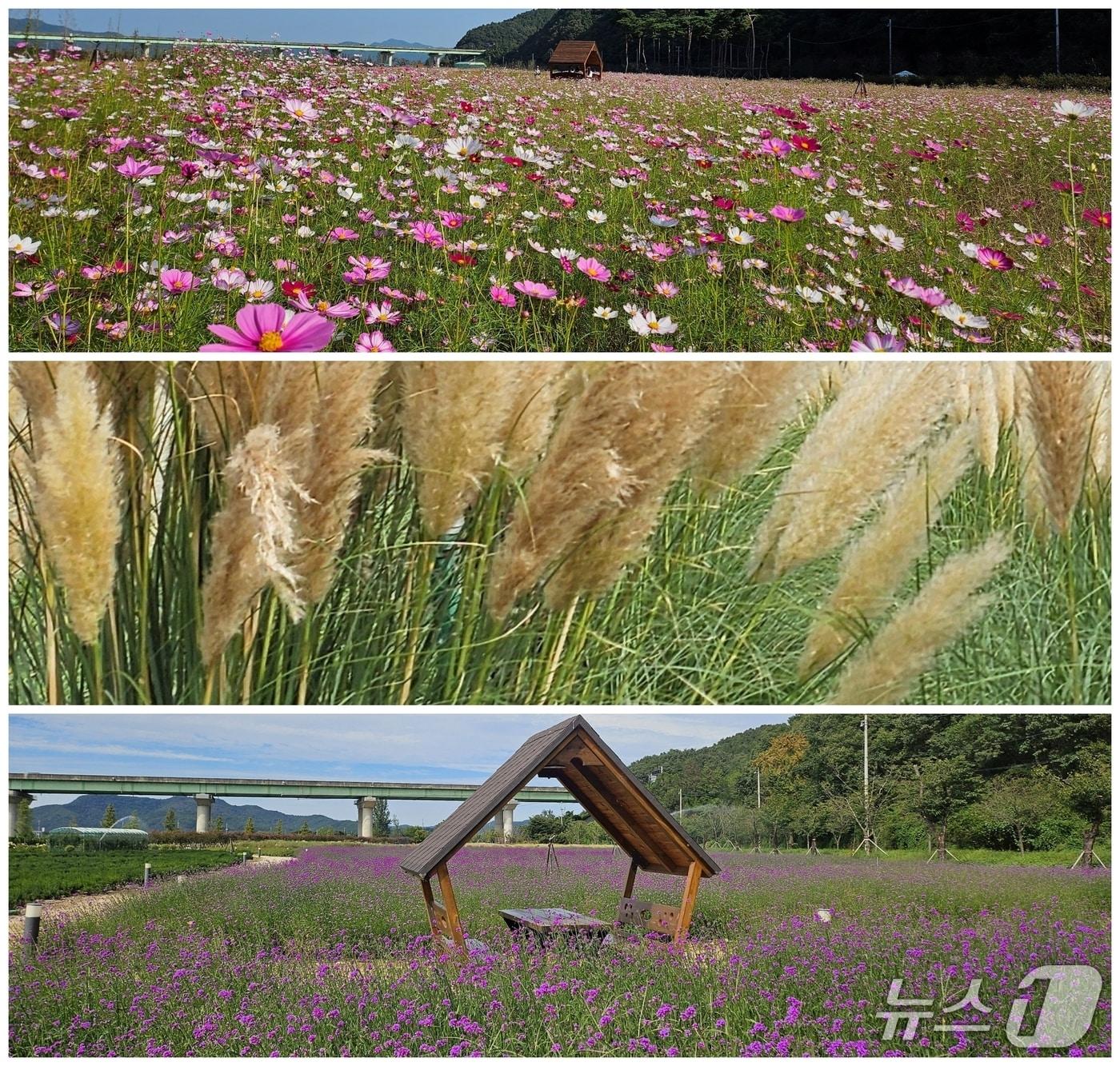 본문 이미지 - 고령 어북실 초화단지 모습(고령군 제공. 재판매 및 DB 금지)/뉴스1