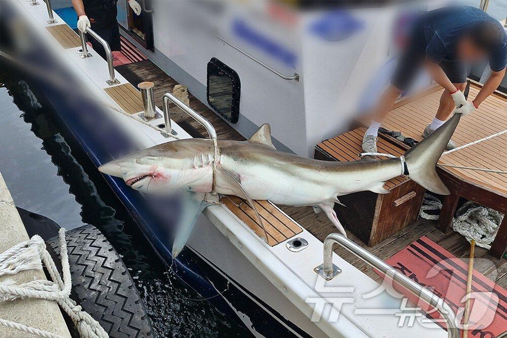 본문 이미지 - 2024년제주 해상에서 포획된 무태상어(제주해양경찰청 제공. 재판매 및 DB 금지)/뉴스1