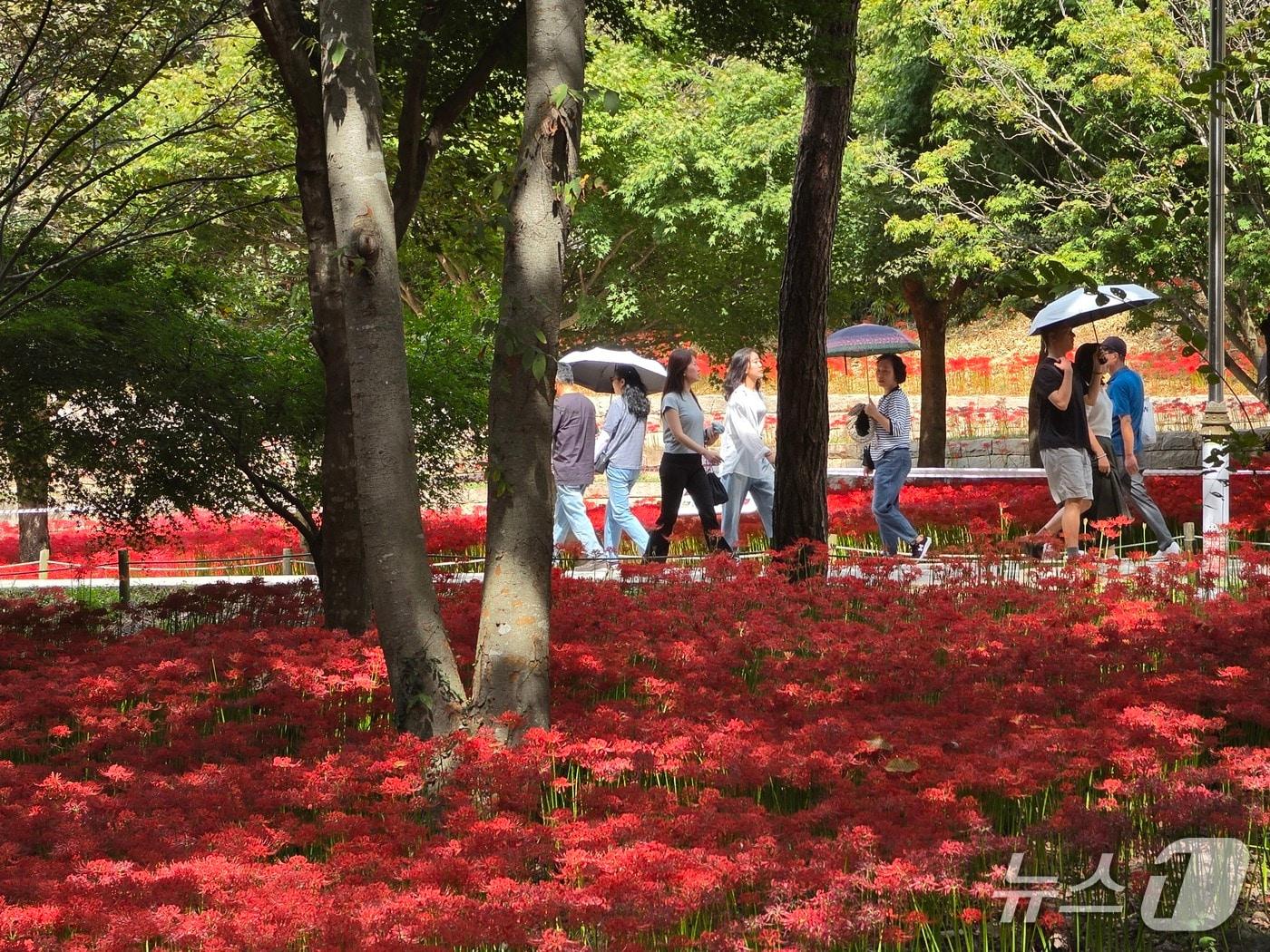 본문 이미지 - 추석 연휴 첫날인 24일 전남광주 영광군 불갑산 상사화 축제장에서 시민들이 꽃 구경을 하고 있다. 2026.9.24 ⓒ 뉴스1 이수민 기자