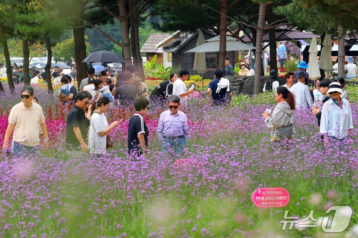 본문 이미지 - 추석 연휴 첫날인 24일 강원 인제군 북면 용대관광지 일원에서 '2026 인제 가을꽃축제'가 개막한 가운데, 시민들이 꽃놀이를 즐기고 있다. 다음 달 11일까지 진행되는 이 축제는 박인환 시인 탄생 100주년을 기념하며 다양한 가을 꽃밭과 산책길을 경험하고, 지역 농특산물과 체험 프로그램들을 즐길 수 있는 행사로 마련됐다. (인제군 제공. 재판매 및 DB금지) 2026.9.24 ⓒ 뉴스1 신관호 기자