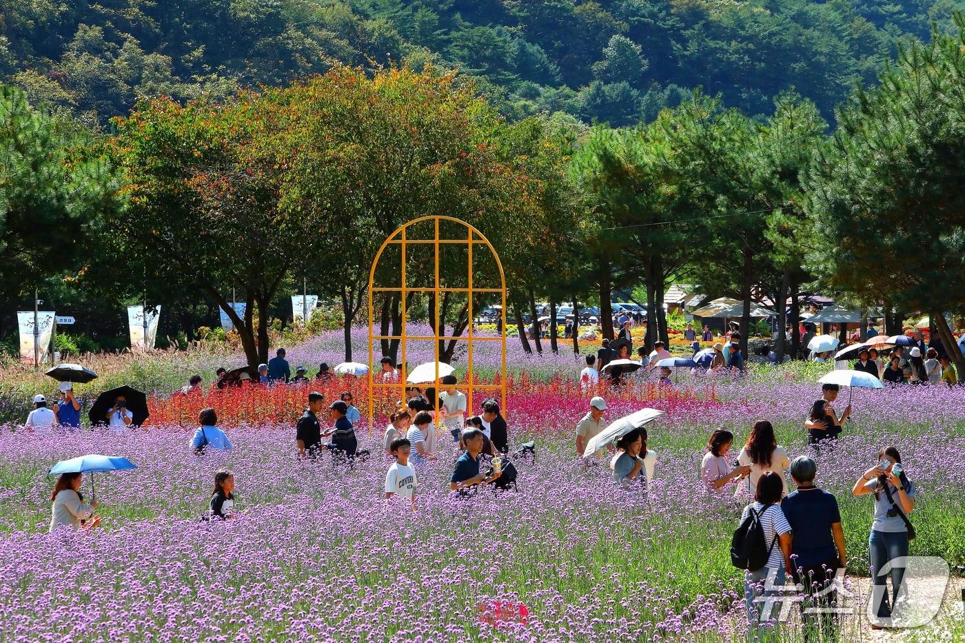 본문 이미지 - 강원 인제군 북면 용대관광지 일원에서 열린 '2026 인제 가을꽃축제'를 찾은 방문객들이 형형색색의 가을꽃을 감상하며 축제를 즐기고 있다. (뉴스1 자료사진)