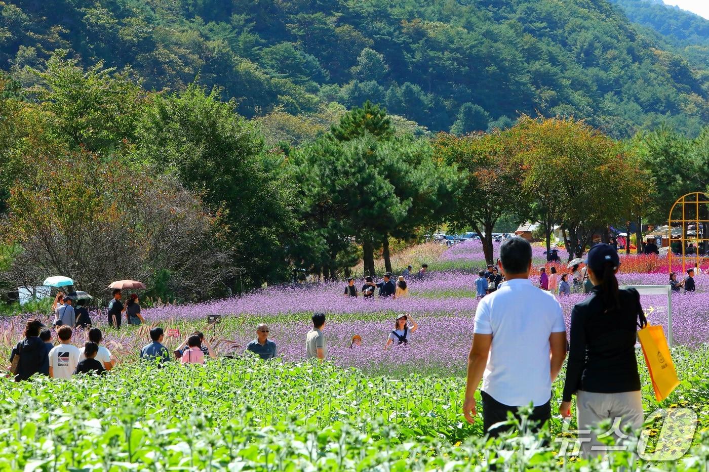 본문 이미지 - 추석 연휴이자 토요일인 26일 강원 인제군 북면 용대관광지 일원에서 열린 '2026 인제 가을꽃축제'를 찾은 방문객들이 형형색색의 가을꽃을 감상하며 축제를 즐기고 있다. (인제군 제공. 재판매 및 DB 금지) 2026.9.26 ⓒ 뉴스1 한귀섭 기자