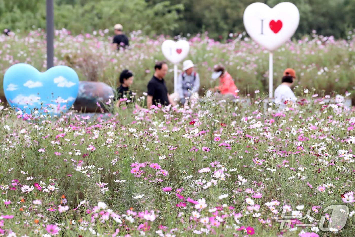 본문 이미지 - 추석 연휴 마지막 날인 27일 경북 경산시 하양경관농업단지를 찾은 시민들이 코스모스를 따라 산책하며 완연한 가을을 만끽하고 있다. 2026.9.27 ⓒ 뉴스1 공정식 기자