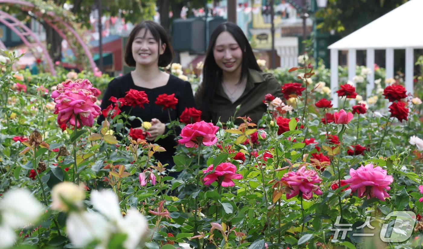 본문 이미지 - 완연한 가을 날씨를 보인 지난 28일 경기 용인시 처인구 에버랜드에 가을 장미가 만개해 있다. 2026.9.28 ⓒ 뉴스1 김영운 기자