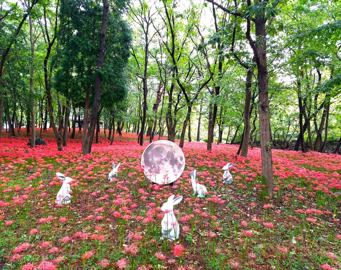 본문 이미지 - 성주산자연휴양림 꽃무릇 군락지 모습.(보령시 제공. 재판매 및 DB 금지)/뉴스1