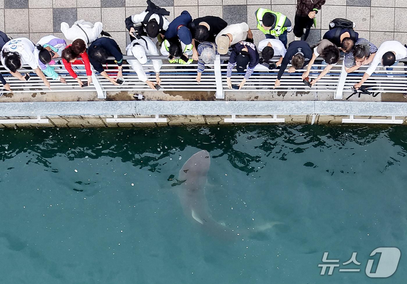 본문 이미지 - 29일 부산 동구 북항 친수공원 수로에서 관계자들이 선박과 워터펌프를 동원해 상어 '부캉이'를 외해로 유도하고 있는 가운데 시민들이 부캉이를 관람하고 있다. 2026.9.29 ⓒ 뉴스1 윤일지 기자