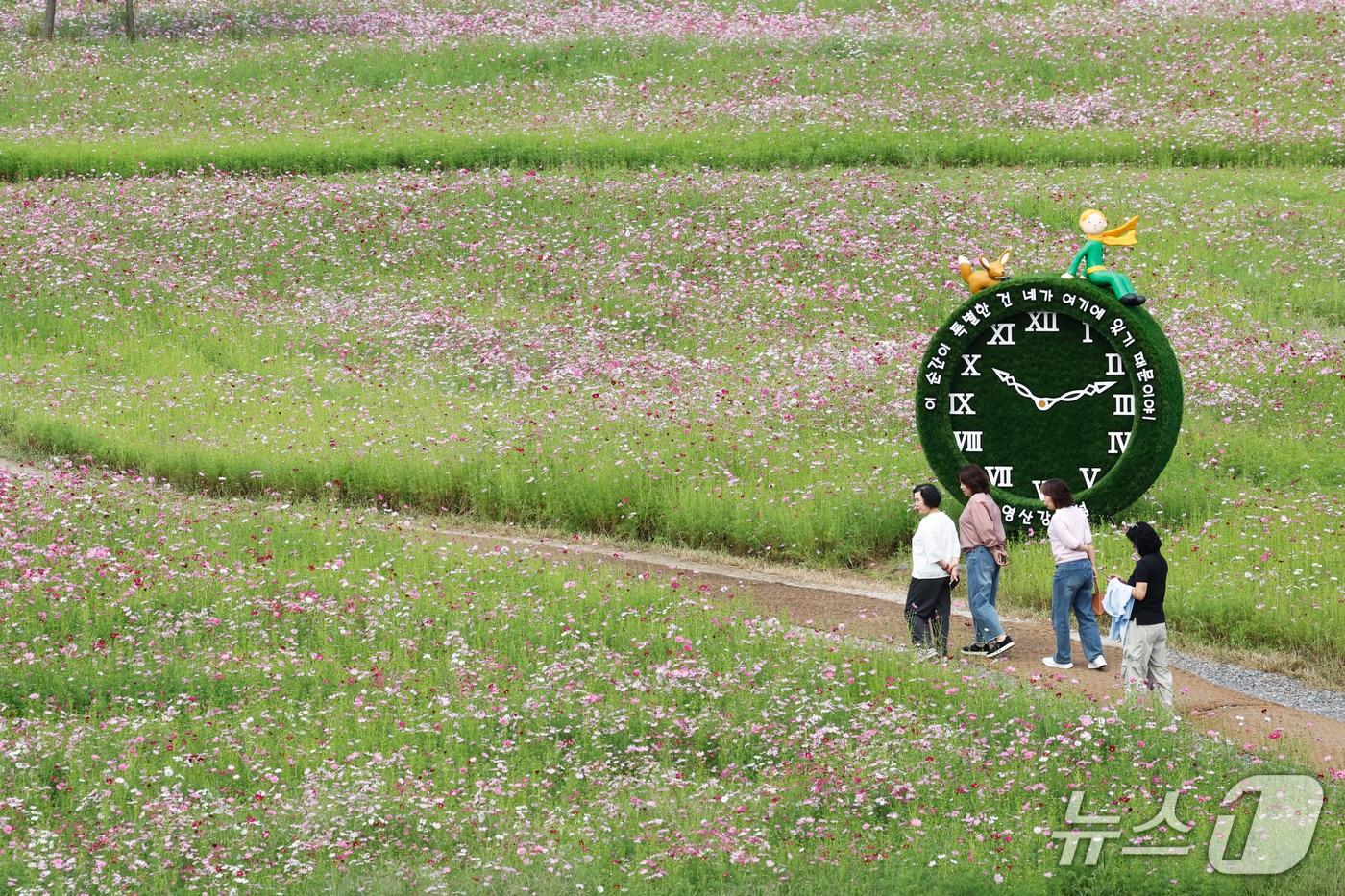 본문 이미지 - 29일 '2026 나주영산강축제'를 앞두고 전남광주통합특별시 나주시 영산강변에는 코스모스가 활짝 펴 시민들이 감상하고 있다. 2026.9.29 ⓒ 뉴스1 김태성 기자