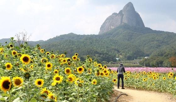 본문 이미지 - 전북 진안군 농업기술센터를 찾은 방문객들이 가을꽃 축제를 앞두고 활짝 핀 꽃밭을 따라 거닐고 있다.  ⓒ 뉴스1 유경석 기자