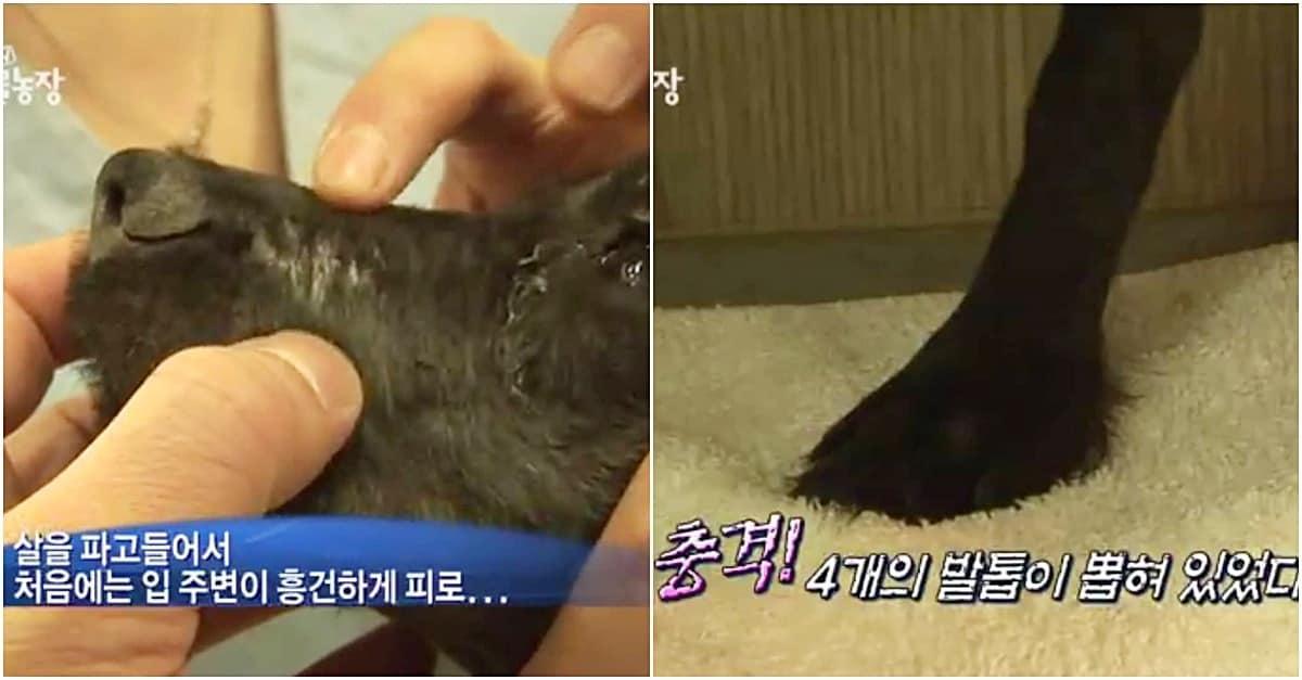 본문 이미지 - 지난 2010년 연쇄 동물학대 사건의 피해자로 방송에 나왔던 네로(SBS TV동물농장 갈무리) ⓒ 뉴스1