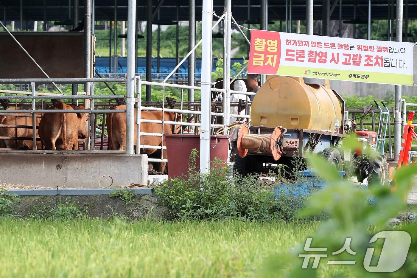 본문 이미지 - 3일 경북 예천군의 소 농장 두 곳에서 소 32마리가 구제역에 감염된 것으로 확인됐다. 2026.9.3 ⓒ 뉴스1 공정식 기자