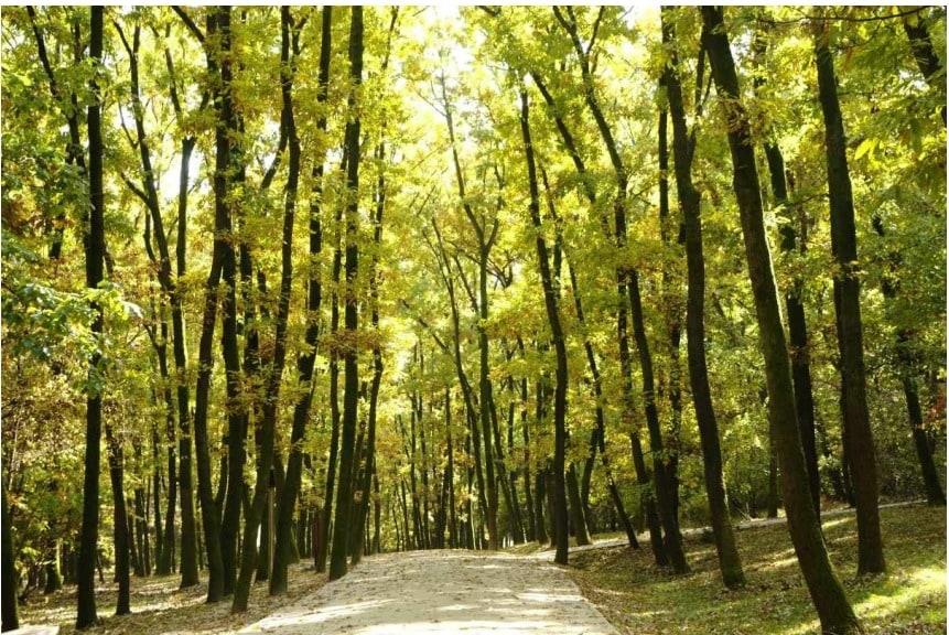 본문 이미지 - 화성 융릉과 건릉 숲길(국가유산청 제공)
