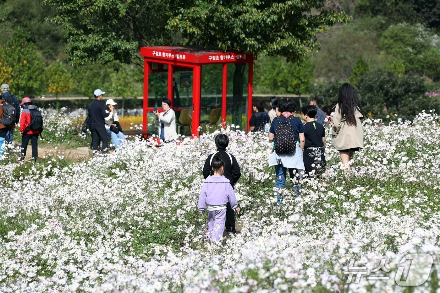 본문 이미지 - 제19회 정읍 구절초 꽃축제가 10월 8일부터 18일까지 정읍시 구절초정원 일원에서 개최된다.(정읍시 제공. 재판매 및 DB 금지)/뉴스1 