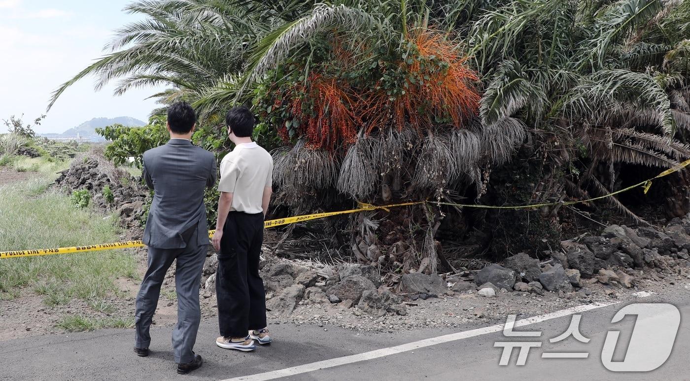 본문 이미지 - 경찰이 실종신고를 허위종결한 30대 여성 장씨 유족과 변호인이 시신이 제주시 한림읍 야자수밭을 살펴보고 있다.2026.9.4 ⓒ 뉴스1 고동명 기자