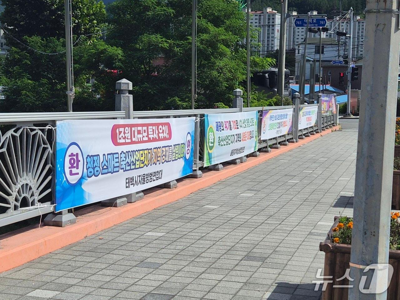 본문 이미지 - 강원 태백시 한 인도 주변에 청정 스마트 축산단지 조성사업을 환영한다는 내용의 현수막이 게시돼 있다. (독자 제공. 재판매 및 DB금지) 2026.9.3/뉴스1